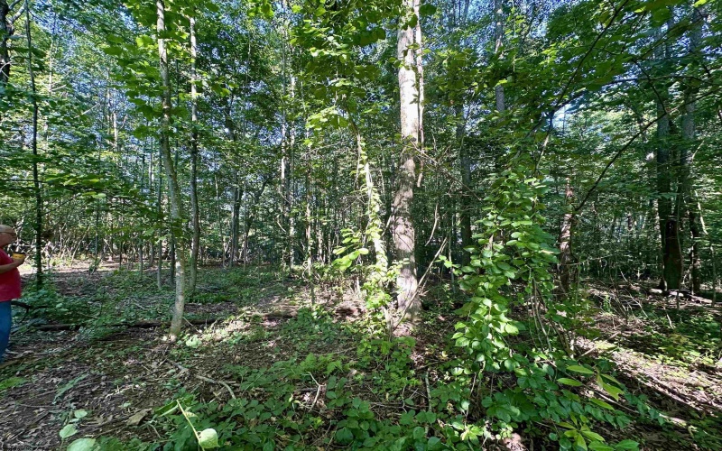 tbd Walnut Hill Road, Morgantown, West Virginia 26501, ,Lots/land,For Sale,Walnut Hill,10160815