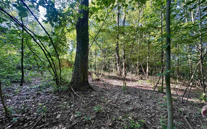 tbd Walnut Hill Road, Morgantown, West Virginia 26501, ,Lots/land,For Sale,Walnut Hill,10160815