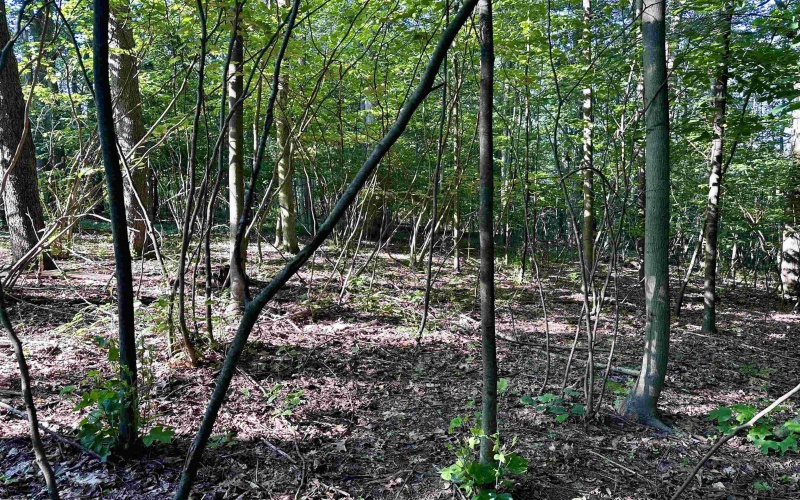 tbd Walnut Hill Road, Morgantown, West Virginia 26501, ,Lots/land,For Sale,Walnut Hill,10160815