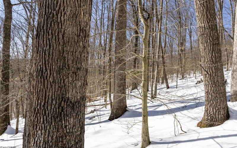 Lot 1 Cales Road, Masontown, West Virginia 26542, ,Lots/land,For Sale,Cales,10163308