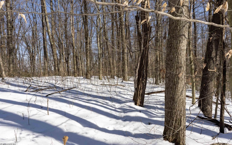Lot 1 Cales Road, Masontown, West Virginia 26542, ,Lots/land,For Sale,Cales,10163308