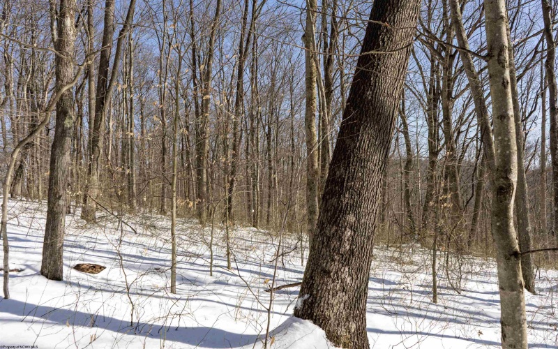 Lot 1 Cales Road, Masontown, West Virginia 26542, ,Lots/land,For Sale,Cales,10163308
