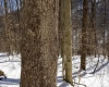 Lot 1 Cales Road, Masontown, West Virginia 26542, ,Lots/land,For Sale,Cales,10163308