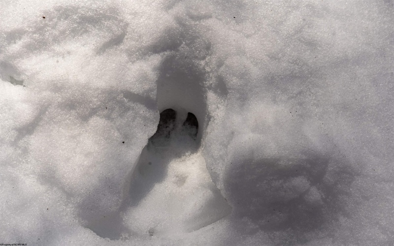 Lot 1 Cales Road, Masontown, West Virginia 26542, ,Lots/land,For Sale,Cales,10163308