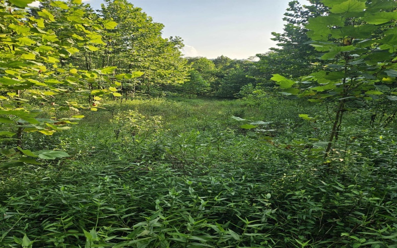 1 Westminster Drive, Morgantown, West Virginia 26505, ,Lots/land,For Sale,Westminster,10160999