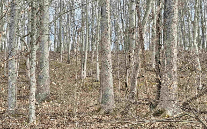 3938 Saint Clara Road, Alum Bridge, West Virginia 26321, 4 Bedrooms Bedrooms, 7 Rooms Rooms,2 BathroomsBathrooms,Single Family Detached,For Sale,Saint Clara,10163370