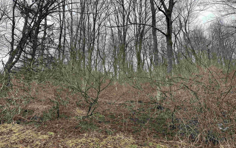 7917 Barbour County Highway, Belington, West Virginia 26250, 3 Bedrooms Bedrooms, 6 Rooms Rooms,1 BathroomBathrooms,Single Family Detached,For Sale,Barbour County,10163402 7917 Barbour County Highway, Belington, West Virginia 26250, 3 Bedrooms Bedrooms, 6 Rooms Rooms,1 BathroomBathrooms,Single Family Detached,For Sale,Barbour County,10163402