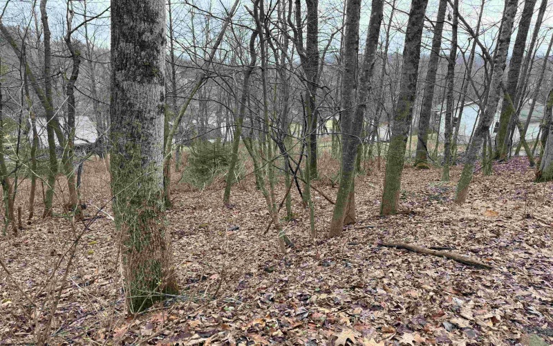 TBD Elliott Avenue, Belington, West Virginia 26250, ,Lots/land,For Sale,Elliott,10163404