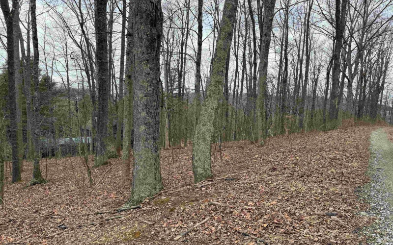 TBD Elliott Avenue, Belington, West Virginia 26250, ,Lots/land,For Sale,Elliott,10163404