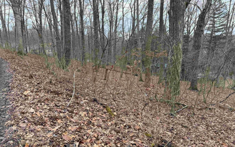 TBD Elliott Avenue, Belington, West Virginia 26250, ,Lots/land,For Sale,Elliott,10163404