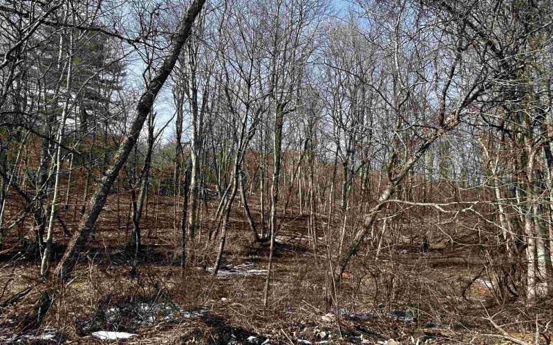 92 Coyote Lane, Belington, West Virginia 26250, ,Lots/land,For Sale,Coyote,10163412