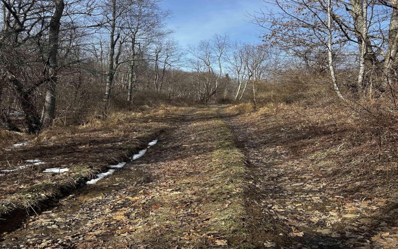 92 Coyote Lane, Belington, West Virginia 26250, ,Lots/land,For Sale,Coyote,10163412