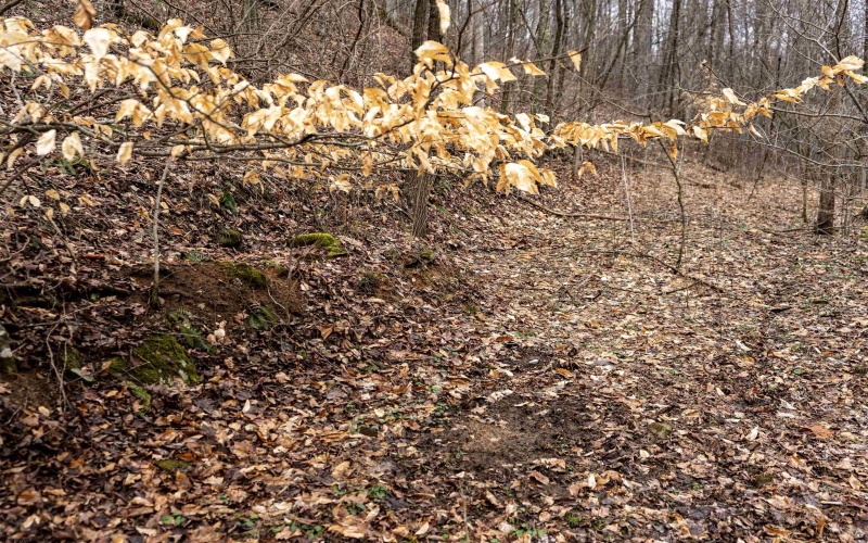 Lot 1 Huey Run Road, Mannington, West Virginia 26582, ,Lots/land,For Sale,Huey Run,10163419