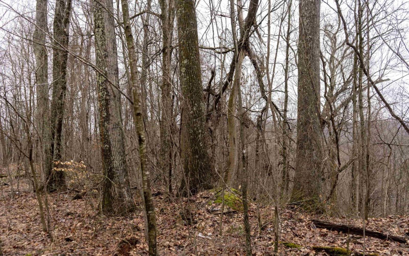 Lot 1 Huey Run Road, Mannington, West Virginia 26582, ,Lots/land,For Sale,Huey Run,10163419