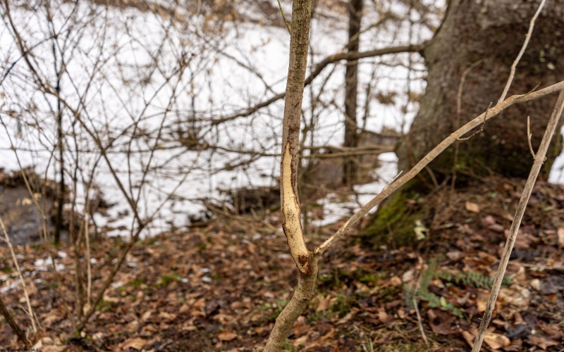 Lot 1 Huey Run Road, Mannington, West Virginia 26582, ,Lots/land,For Sale,Huey Run,10163419