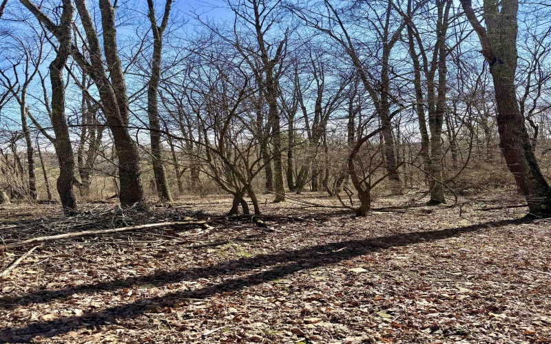 TBD Pearcy Avenue, Bridgeport, West Virginia 26330, ,Lots/land,For Sale,Pearcy,10163428