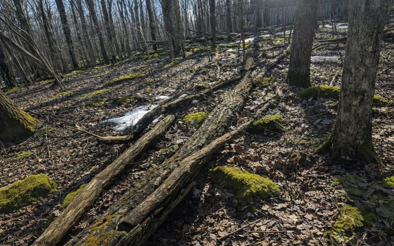 TBD 0 Alpine Drive, Terra Alta, West Virginia 26764, ,Lots/land,For Sale,Alpine,10163444