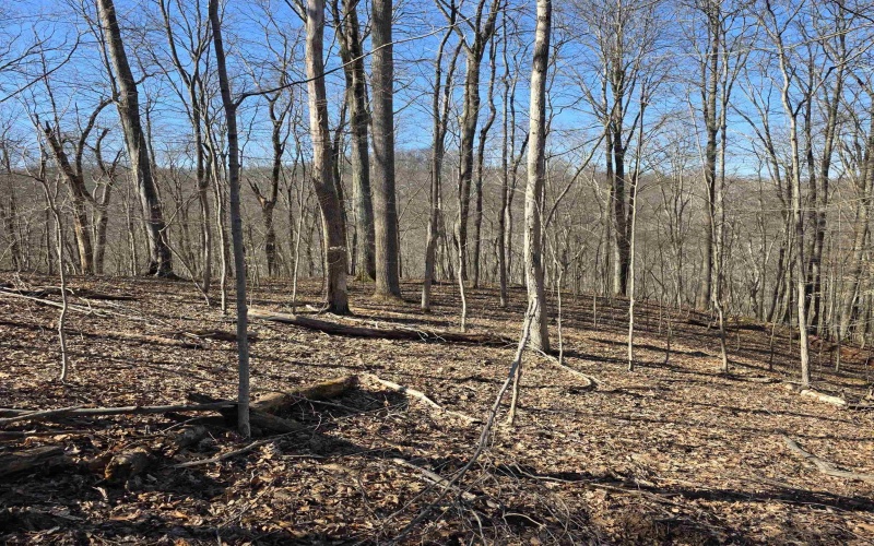 TBD Dutch Hollow Road, Weston, West Virginia 26452, ,Lots/land,For Sale,Dutch Hollow,10163516 TBD Dutch Hollow Road, Weston, West Virginia 26452, ,Lots/land,For Sale,Dutch Hollow,10163516