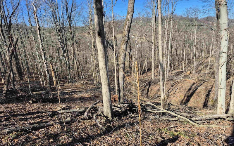 TBD Dutch Hollow Road, Weston, West Virginia 26452, ,Lots/land,For Sale,Dutch Hollow,10163516 TBD Dutch Hollow Road, Weston, West Virginia 26452, ,Lots/land,For Sale,Dutch Hollow,10163516