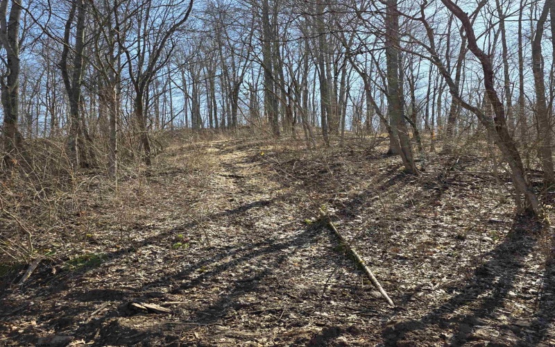 TBD Dutch Hollow Road, Weston, West Virginia 26452, ,Lots/land,For Sale,Dutch Hollow,10163516 TBD Dutch Hollow Road, Weston, West Virginia 26452, ,Lots/land,For Sale,Dutch Hollow,10163516