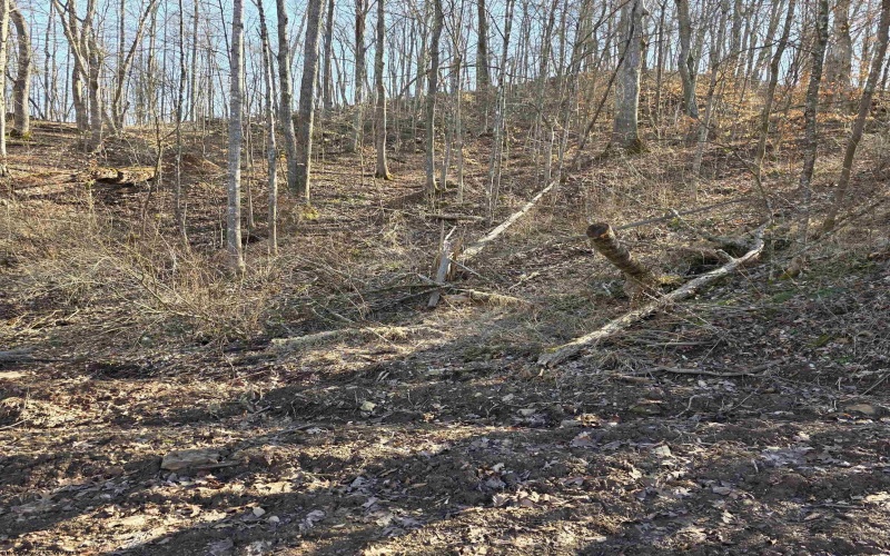 TBD Dutch Hollow Road, Weston, West Virginia 26452, ,Lots/land,For Sale,Dutch Hollow,10163516 TBD Dutch Hollow Road, Weston, West Virginia 26452, ,Lots/land,For Sale,Dutch Hollow,10163516