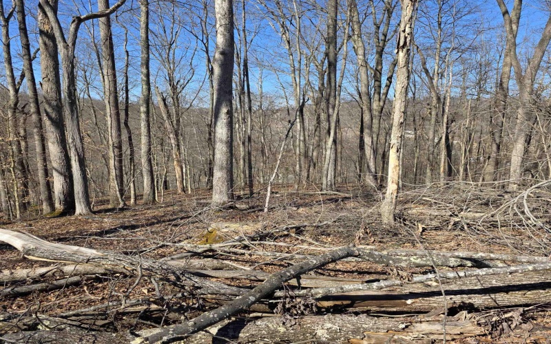 TBD Dutch Hollow Road, Weston, West Virginia 26452, ,Lots/land,For Sale,Dutch Hollow,10163516 TBD Dutch Hollow Road, Weston, West Virginia 26452, ,Lots/land,For Sale,Dutch Hollow,10163516