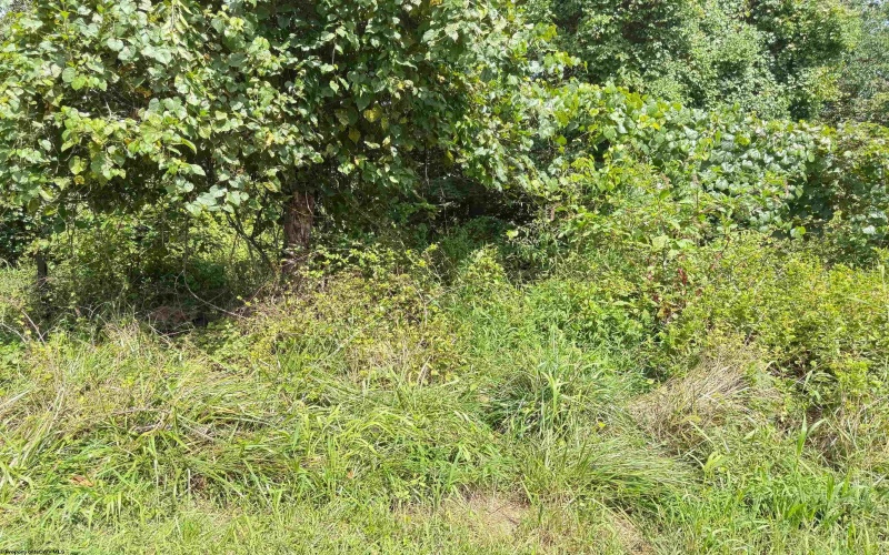 TBD Henderson Avenue, Clarksburg, West Virginia 26301, ,Lots/land,For Sale,Henderson,10161328 TBD Henderson Avenue, Clarksburg, West Virginia 26301, ,Lots/land,For Sale,Henderson,10161328