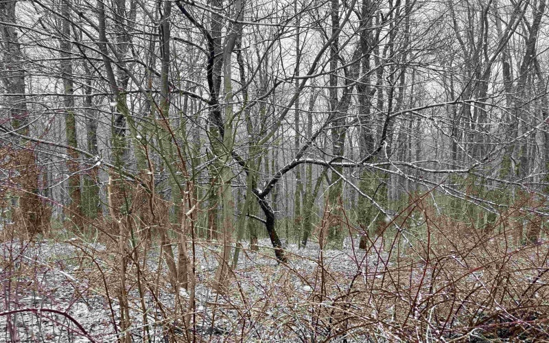 3181 Irish Ridge Road, Tunnelton, West Virginia 26444, 3 Bedrooms Bedrooms, 6 Rooms Rooms,1 BathroomBathrooms,Single Family Detached,For Sale,Irish Ridge,10163555 3181 Irish Ridge Road, Tunnelton, West Virginia 26444, 3 Bedrooms Bedrooms, 6 Rooms Rooms,1 BathroomBathrooms,Single Family Detached,For Sale,Irish Ridge,10163555