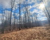 TBD Glade Run Road, Albright, West Virginia 26519, ,Lots/land,For Sale,Glade Run,10163623
