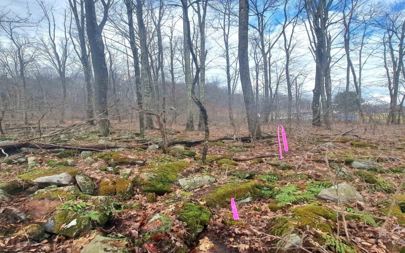 TBD Glade Run Road, Albright, West Virginia 26519, ,Lots/land,For Sale,Glade Run,10163623