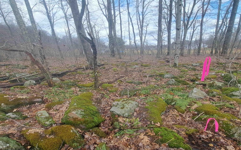 TBD Glade Run Road, Albright, West Virginia 26519, ,Lots/land,For Sale,Glade Run,10163623