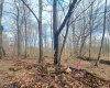 TBD Glade Run Road, Albright, West Virginia 26519, ,Lots/land,For Sale,Glade Run,10163623
