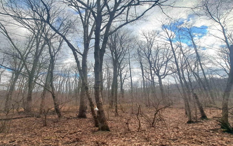 TBD Glade Run Road, Albright, West Virginia 26519, ,Lots/land,For Sale,Glade Run,10163623