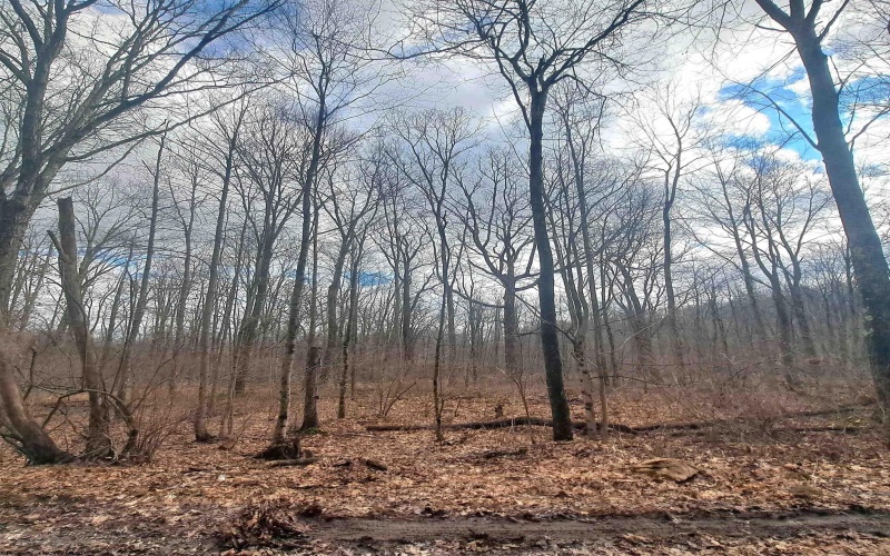 TBD Glade Run Road, Albright, West Virginia 26519, ,Lots/land,For Sale,Glade Run,10163623