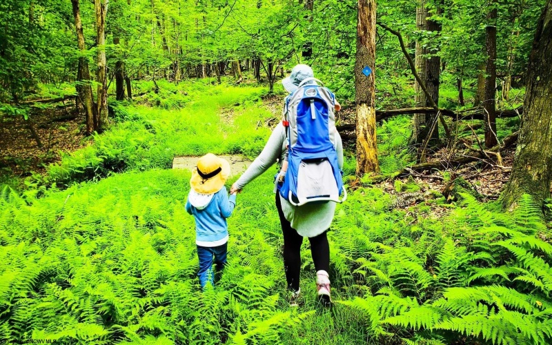 134 Azalea Lane, Terra Alta, West Virginia 26764, 2 Bedrooms Bedrooms, 6 Rooms Rooms,2 BathroomsBathrooms,Single Family Detached,For Sale,Azalea,10163673