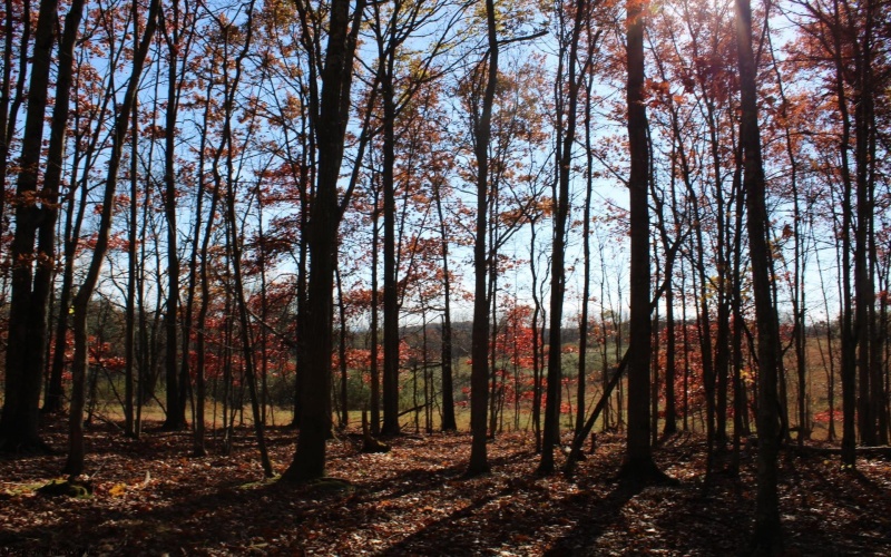 Lot 6 Cascade Ridge, Masontown, West Virginia 26542, ,Lots/land,For Sale,Cascade,10162411