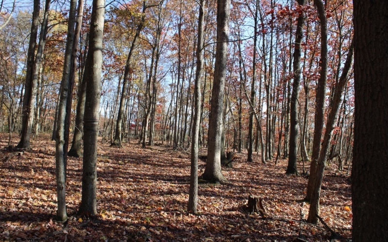 Lot 6 Cascade Ridge, Masontown, West Virginia 26542, ,Lots/land,For Sale,Cascade,10162411