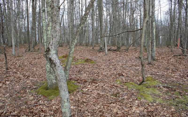 Lot 7 Cascade Ridge, Masontown, West Virginia 26542, ,Lots/land,For Sale,Cascade,10162412