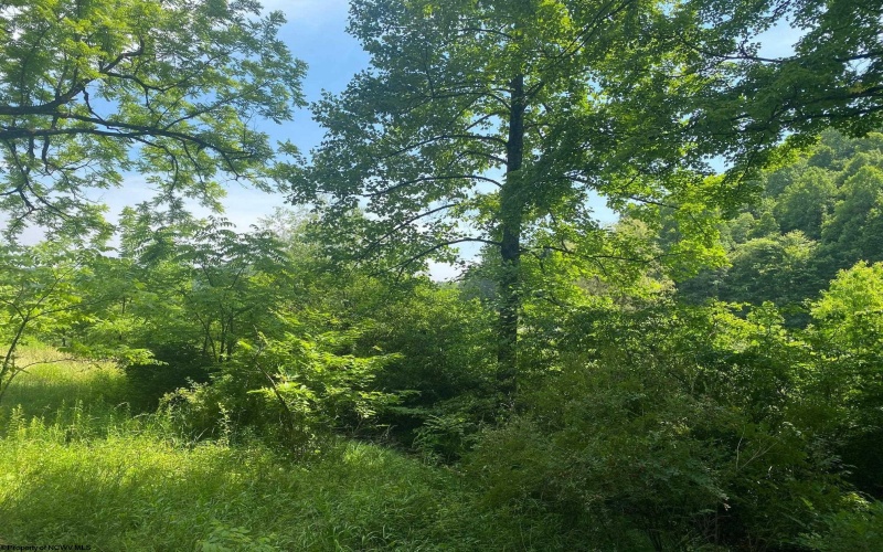 TBD Grass Lick Run, Montrose, West Virginia 26283, ,Lots/land,For Sale,Grass Lick,10163681