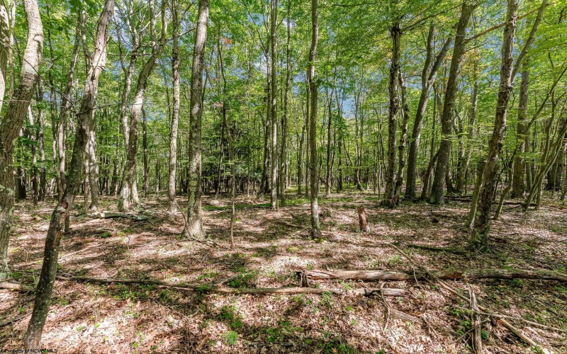 Lot 48 Hazelwood Drive, Bruceton Mills, West Virginia 26525, ,Lots/land,For Sale,Hazelwood,10163438 Lot 48 Hazelwood Drive, Bruceton Mills, West Virginia 26525, ,Lots/land,For Sale,Hazelwood,10163438