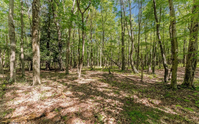 Lot 48 Hazelwood Drive, Bruceton Mills, West Virginia 26525, ,Lots/land,For Sale,Hazelwood,10163438 Lot 48 Hazelwood Drive, Bruceton Mills, West Virginia 26525, ,Lots/land,For Sale,Hazelwood,10163438