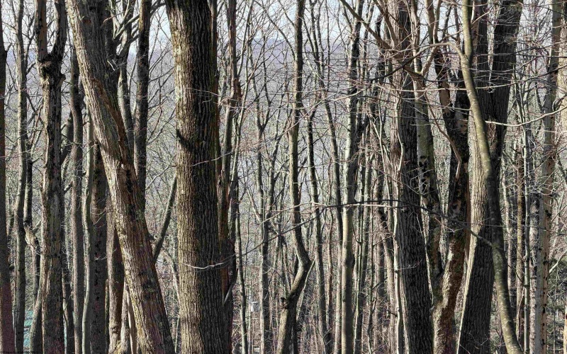 Lots 40 and 41 E. Alpine Drive, Terra Alta, West Virginia 26764, ,Lots/land,For Sale,E. Alpine,10163724