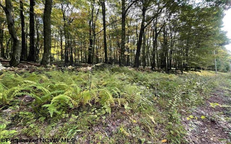 Lots 40 and 41 E. Alpine Drive, Terra Alta, West Virginia 26764, ,Lots/land,For Sale,E. Alpine,10163724