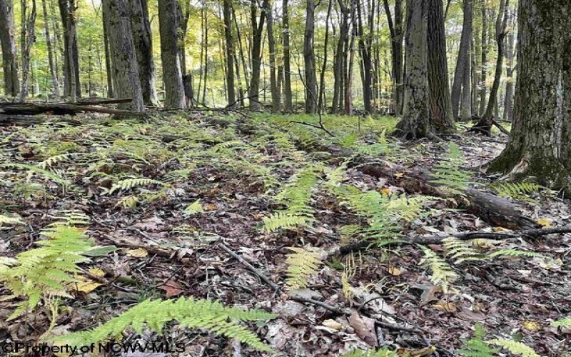 Lots 40 and 41 E. Alpine Drive, Terra Alta, West Virginia 26764, ,Lots/land,For Sale,E. Alpine,10163724