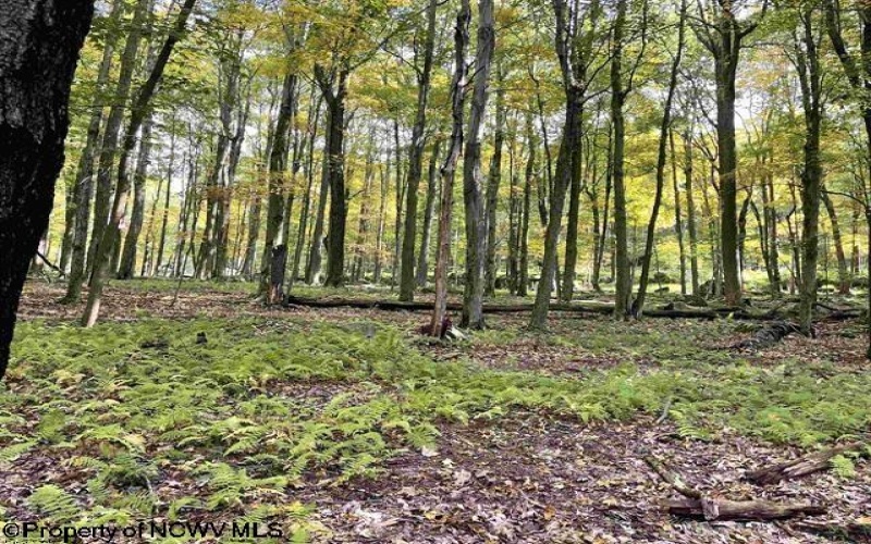 Lots 40 and 41 E. Alpine Drive, Terra Alta, West Virginia 26764, ,Lots/land,For Sale,E. Alpine,10163724