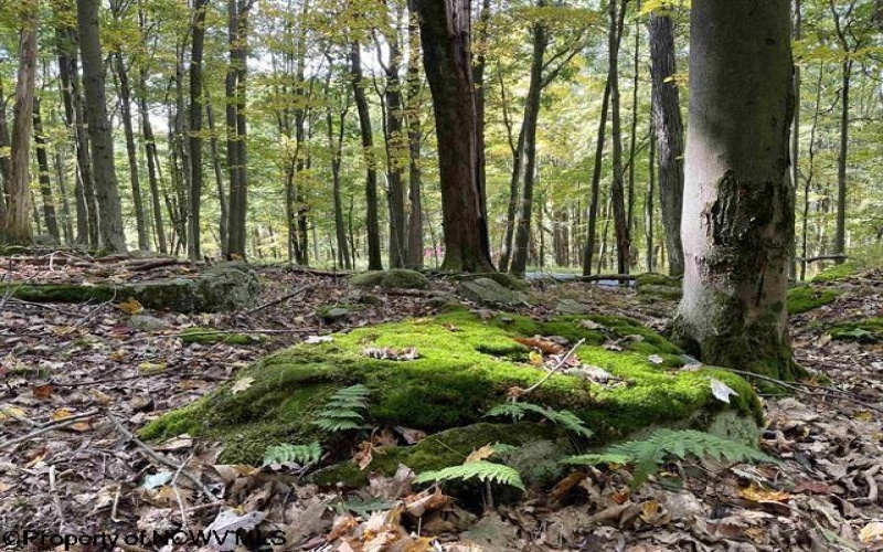 Lots 40 and 41 E. Alpine Drive, Terra Alta, West Virginia 26764, ,Lots/land,For Sale,E. Alpine,10163724