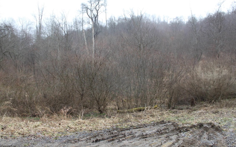 1155 Price Run Road, Webster Springs, West Virginia 26288, ,Lots/land,For Sale,Price Run,10163766