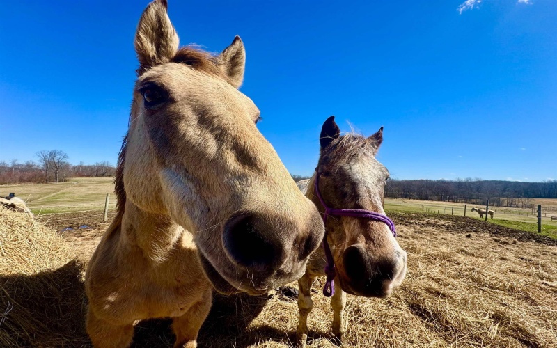 301 Dinkenberger Road, Kingwood, West Virginia 26537, 4 Bedrooms Bedrooms, 11 Rooms Rooms,3 BathroomsBathrooms,Single Family Detached,For Sale,Dinkenberger,10163754