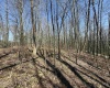 TBD Silver Oak Lane, Belington, West Virginia 26250, ,Lots/land,For Sale,Silver Oak,10163772
