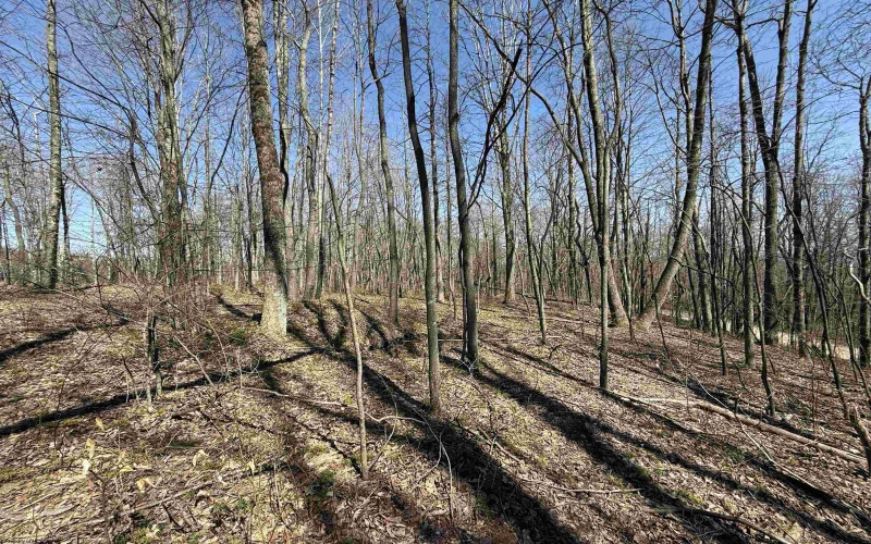 TBD Silver Oak Lane, Belington, West Virginia 26250, ,Lots/land,For Sale,Silver Oak,10163772